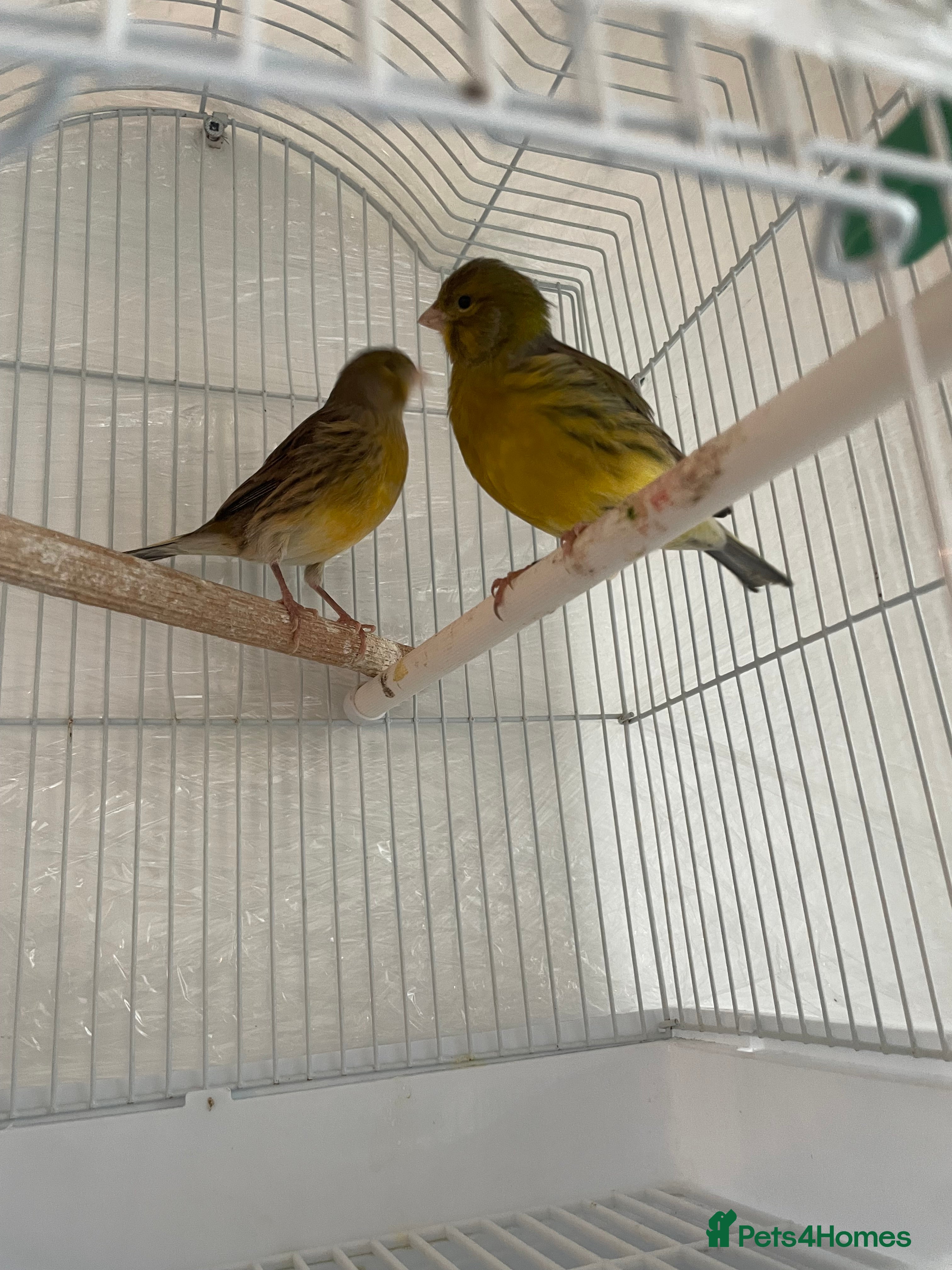 Canaries birds 2 beautiful canaries for sale - Advert 3