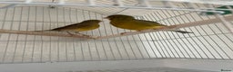Canaries birds for sale: 2 beautiful canaries for sale - Advert 1
