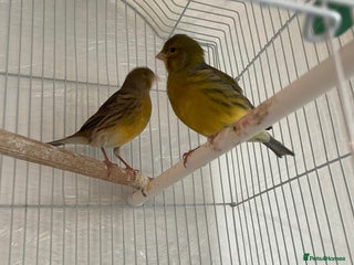 Canaries birds 2 beautiful canaries for sale - Advert 3