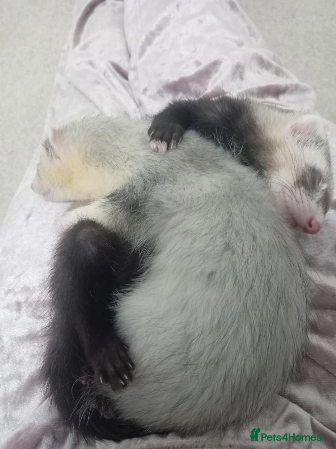 Ferret rodents for sale: Beautiful 11-week-old kits(Silver X Brown)  in Hamilton - Advert 2