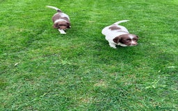 English Springer Spaniel dogs for sale: ENGLISH SPRINGER SPANIEL - Image 18