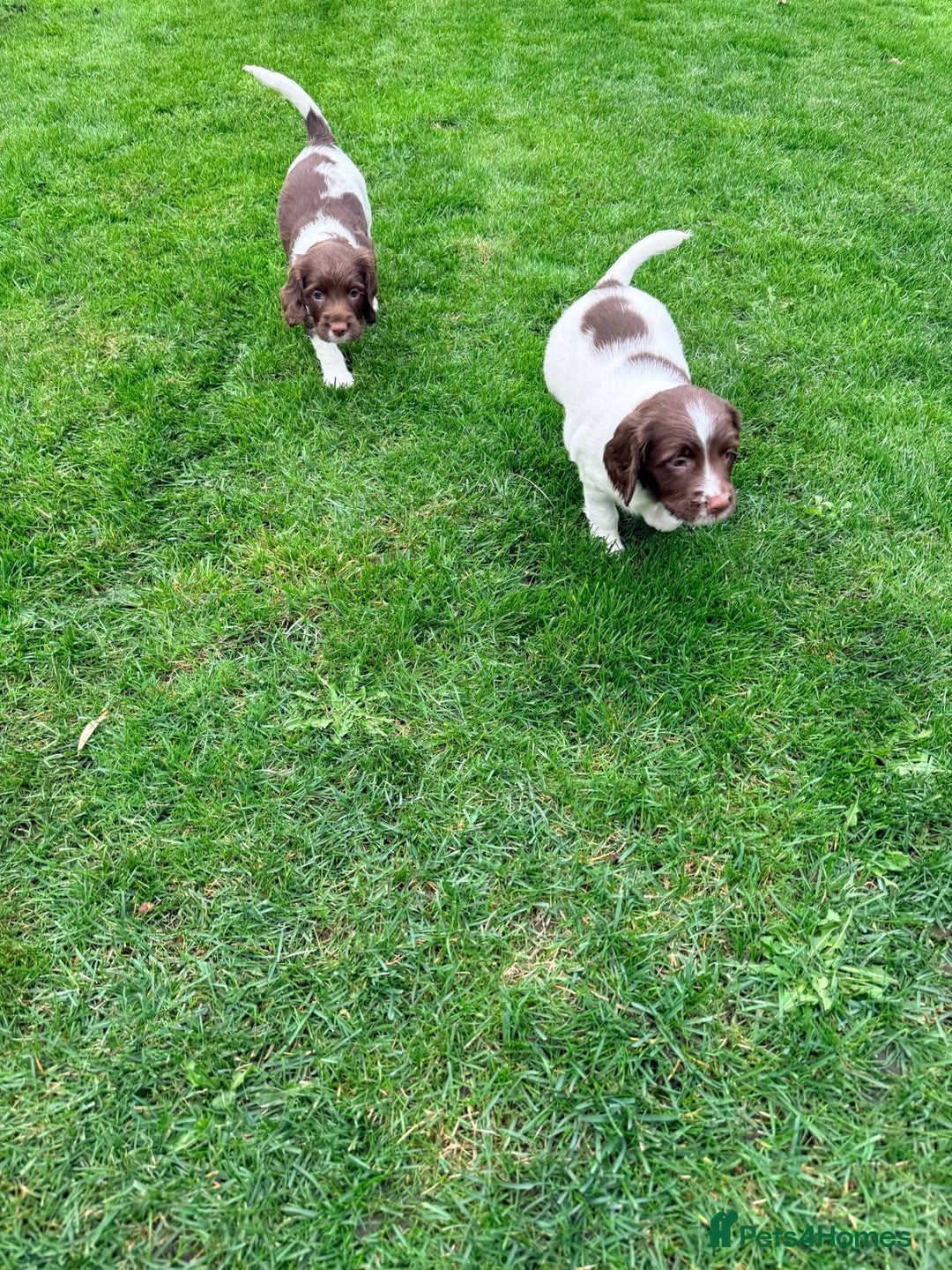 English Springer Spaniel dogs for sale: ENGLISH SPRINGER SPANIEL - Image 18