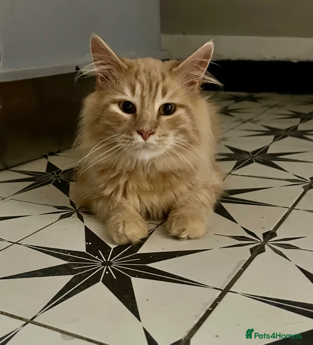 Maine Coon cats for sale: Playful Ginger Maine coon - Advert 3