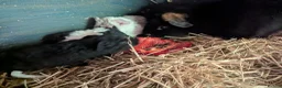 Guinea Pig rodents for sale: Friendly Baby Teddy Guinea Pigs - Advert 8