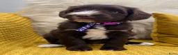 Mixed Breed dogs for sale: Ready Sunday, Miss Red, Mini MegaCoat Schnockerpoo - Advert 13