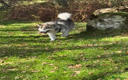 Alaskan Malamute dogs for sale: 8 beautiful Alaskan malamute puppies - Advert 5