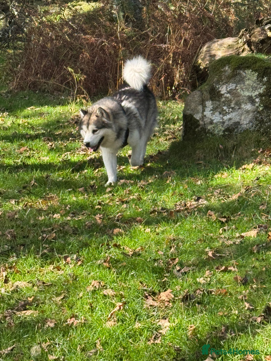 Alaskan Malamute dogs for sale: 8 beautiful Alaskan malamute puppies - Advert 5