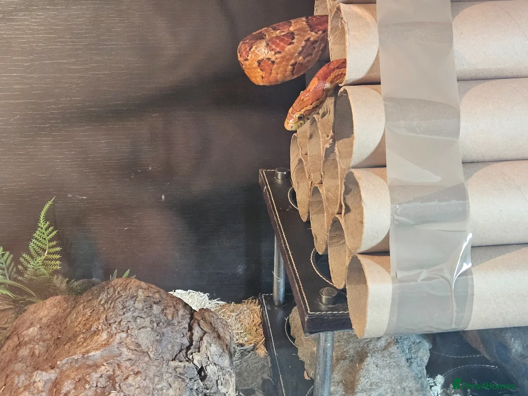 Corn Snake reptiles for sale: super friendly large corn snake and 4ft viv - Advert 2