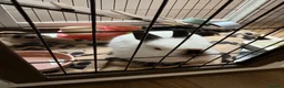 Netherland Dwarf rabbits for sale: Netherlands Dwarf in Willenhall - Advert 2