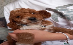 Cockapoo dogs for sale: Red cockapoo puppies - Image 18