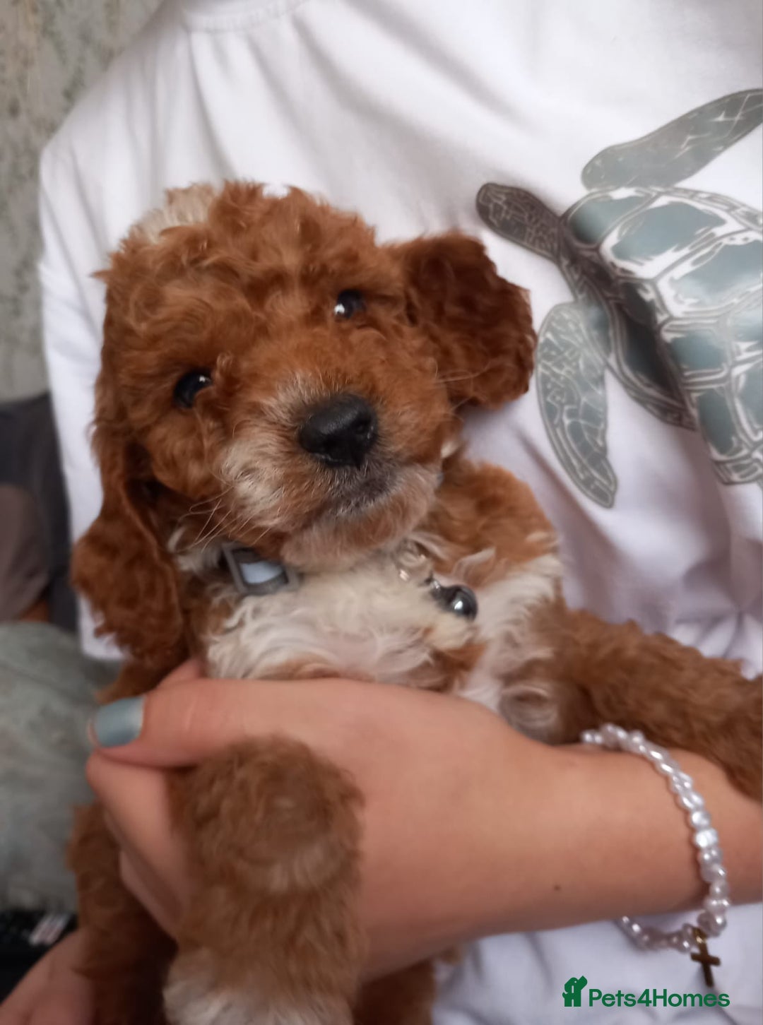 Cockapoo dogs for sale: Red cockapoo puppies - Image 18