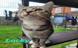 Mixed Breed cats for adoption: LOCKY  - Image 8