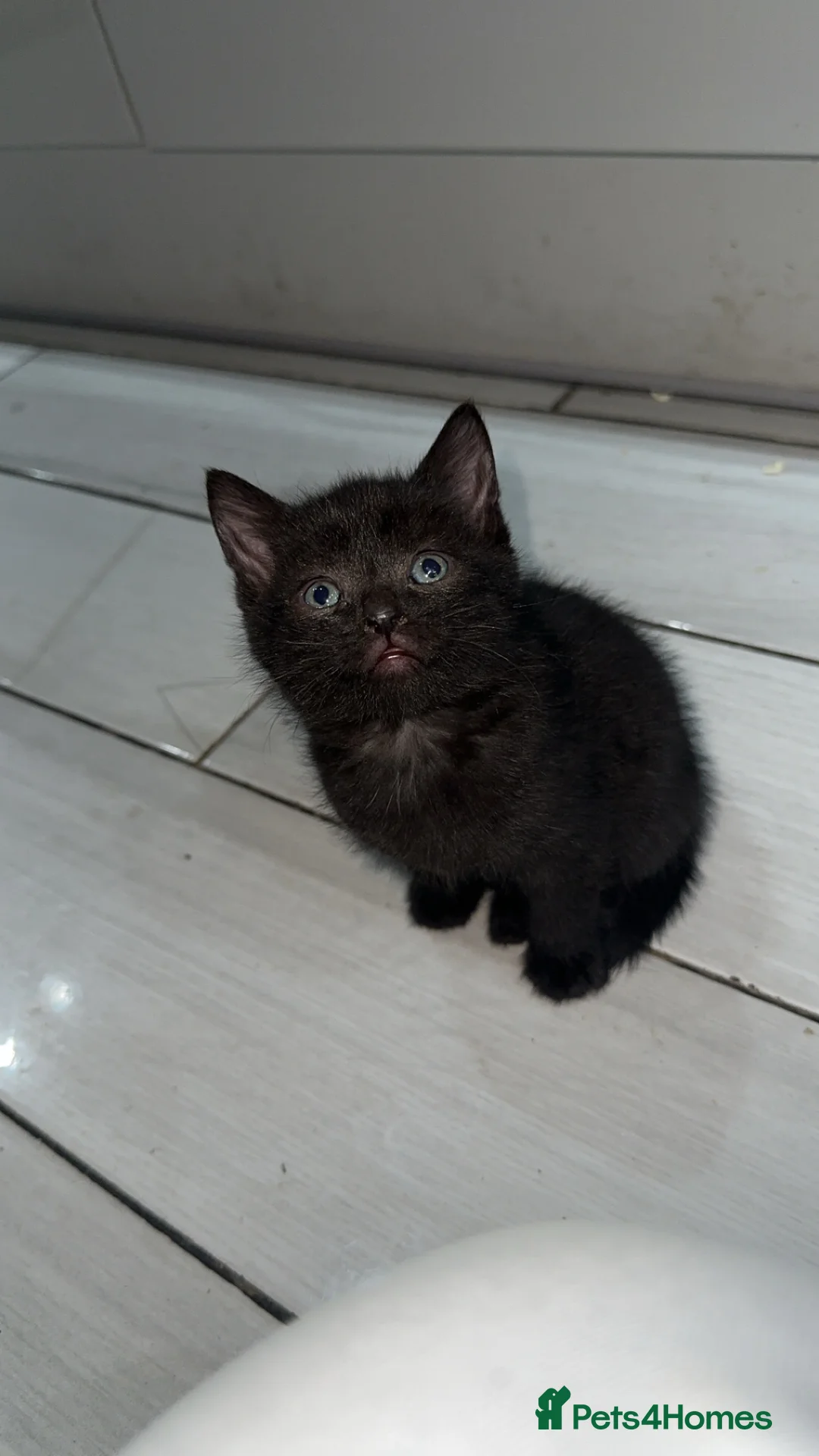 Domestic Shorthair cats for sale: Adorable tabby kittens and black kittens  - Advert 4