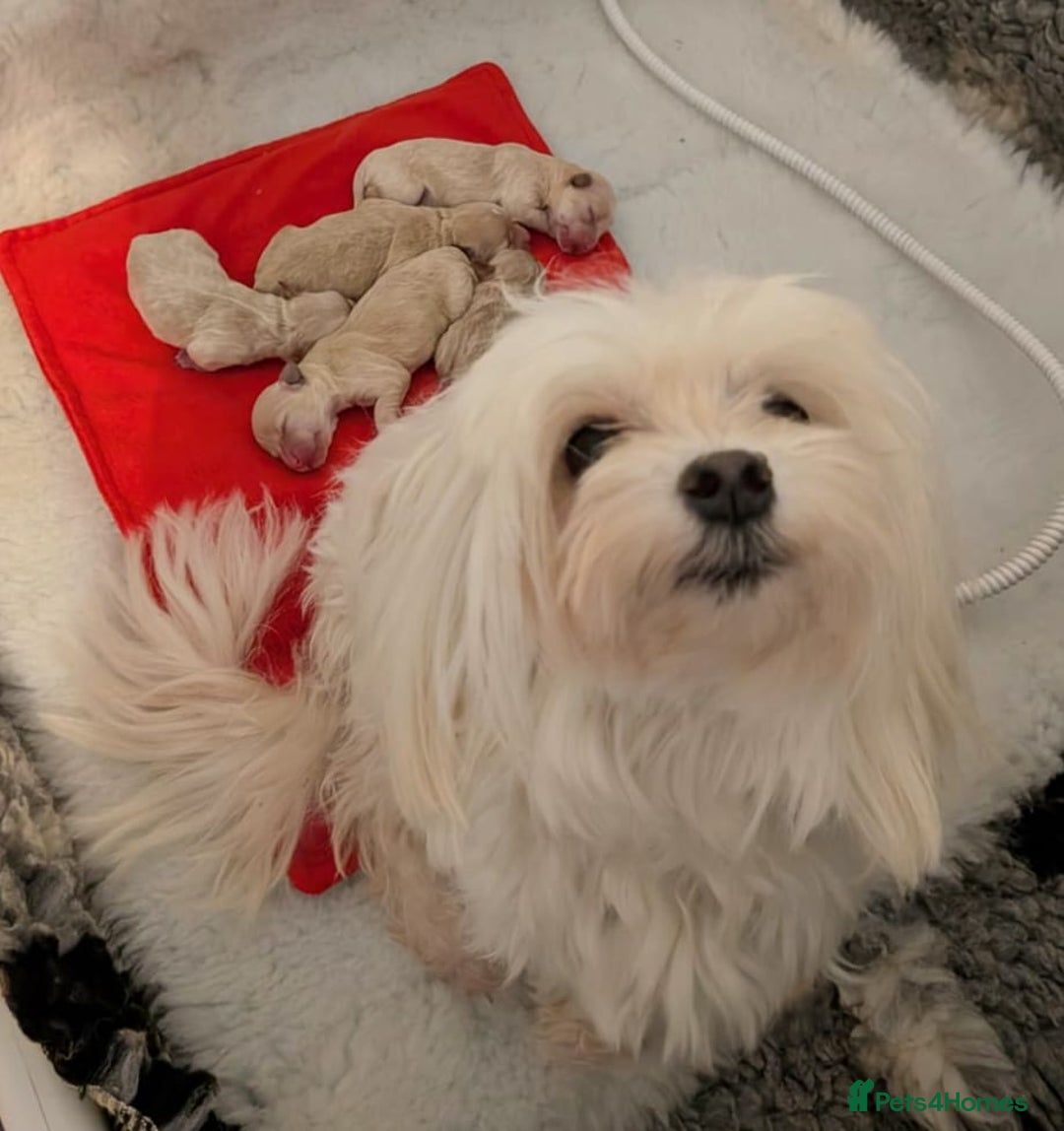 Maltipoo dogs for sale: 🩷 1 Baby Girl Available  - Advert 32
