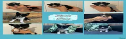 Border Collie dogs for sale: 2 Beautiful collies left ready to leave - Advert 17