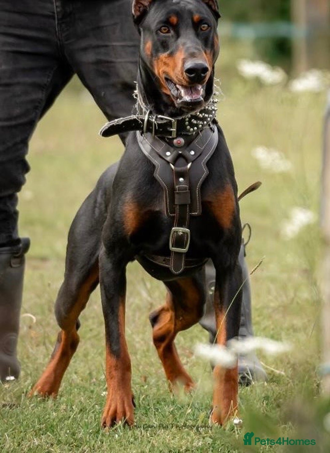 Dobermann dogs for sale: F1b Working dobermanns  - Image 23