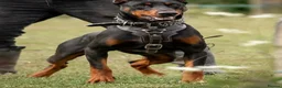 Dobermann dogs for sale: 6 month old Dobermann hybrid  - Advert 10