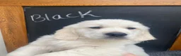 Golden Retriever dogs for sale: Beautiful Golden Retriever Puppies - Advert 10
