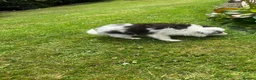 Border Collie dogs for sale: Stunning border collie pups  - Advert 4