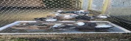 Ducks poultry for sale: 12 Adorable Muscovy Ducklings for Sale  in Warminster - Advert 2