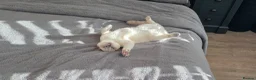 British Shorthair cats for sale: Colourpoint British Shorthair  in Cardiff - Advert 3