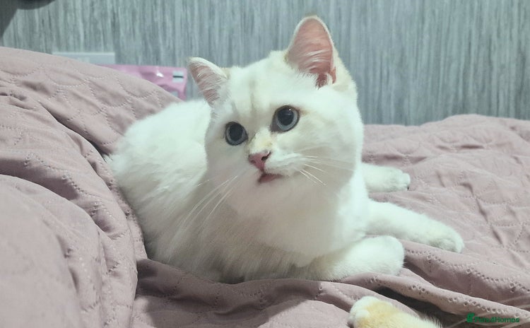 British Shorthair cats Golden British shorthair Pedigree Neutered  - Advert 1