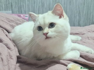 British Shorthair cats Golden British shorthair Pedigree Neutered - Advert 3