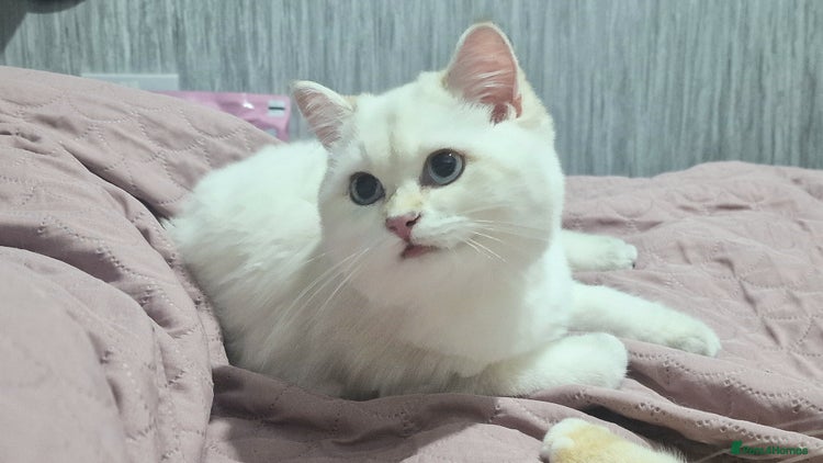 British Shorthair cats Golden British shorthair Pedigree Neutered - Advert 4