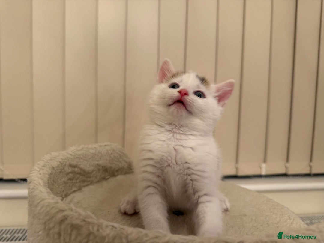 Domestic Shorthair cats for sale: Friendly Young Female Cat - Advert 10