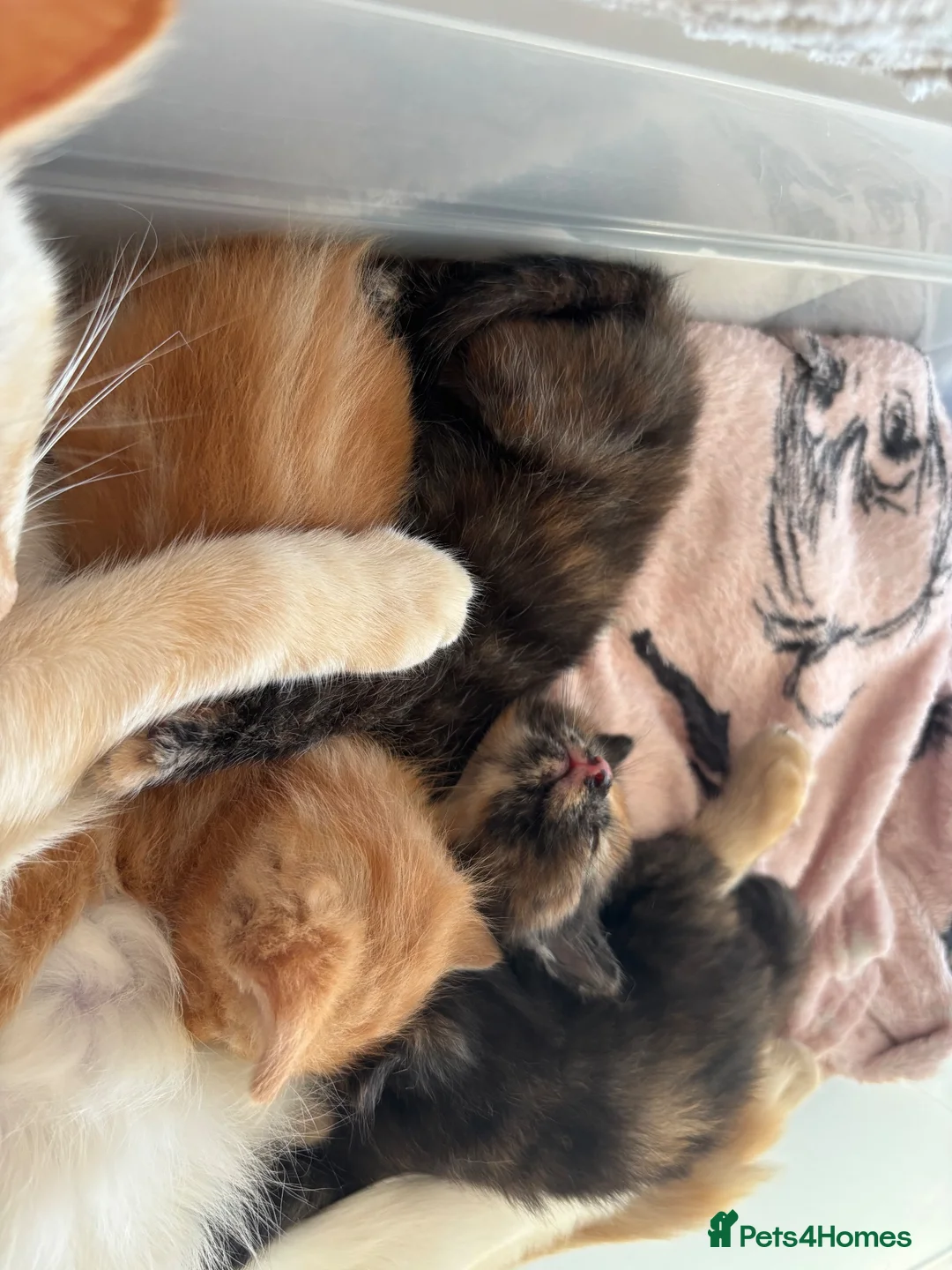 Mixed Breed cats for sale: Ragdoll cross Kittens  - Advert 2