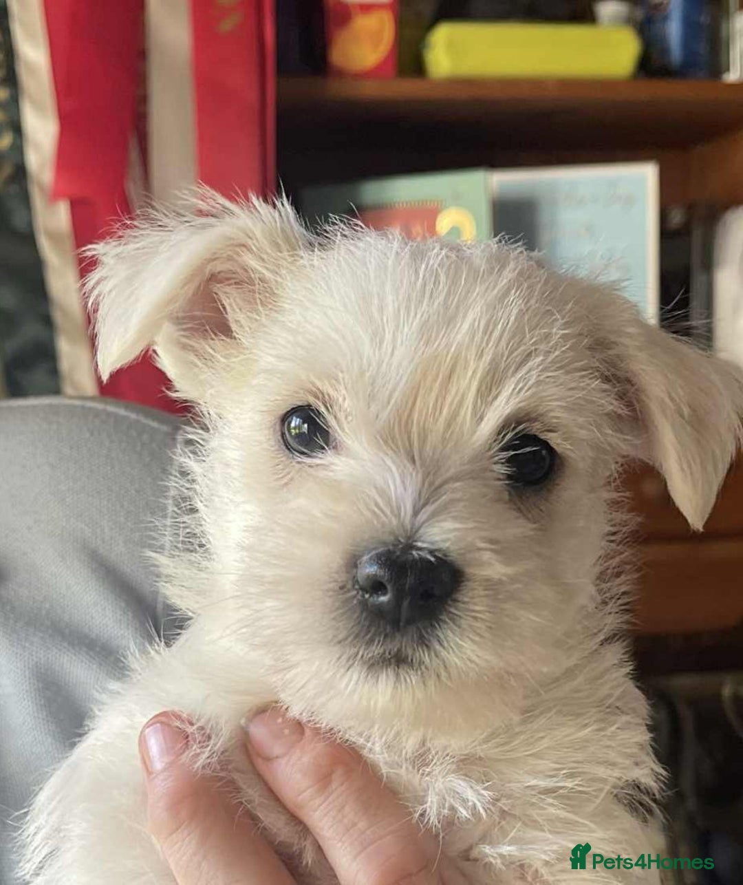 Highland Terrier Scottie Cross Puppies For Sale Scottish Terrier