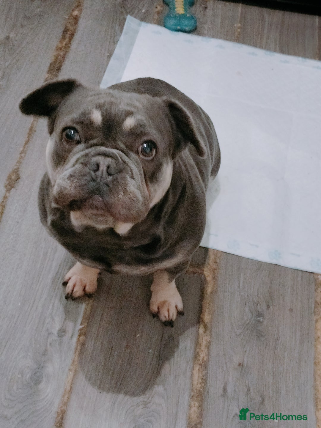French Bulldog dogs for sale: Female french bulldog to rehome - Advert 5