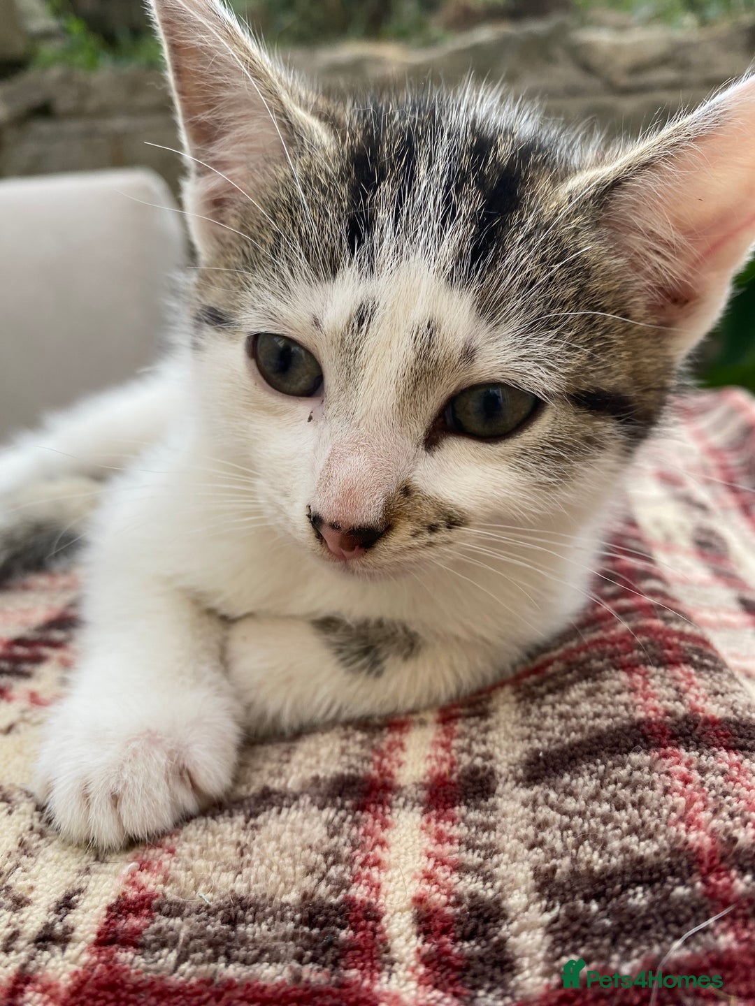 Mixed Breed cats for sale: Beautiful Kittens - Ready now in Maidstone - Image 1