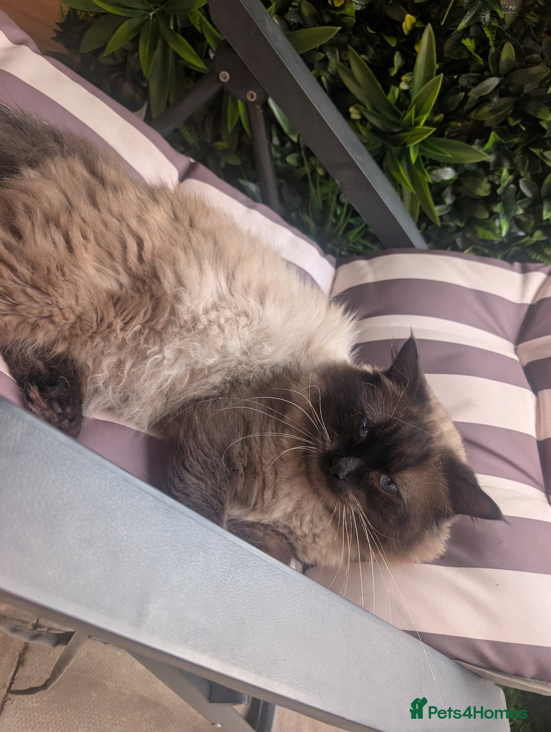 Ragdoll cats for stud: Beautiful MINK seal chocolate stud  - Image 15