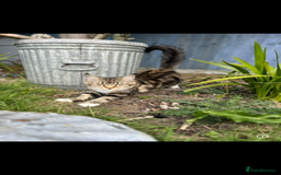 Maine Coon cats for sale: Gorgeous Maine Coon Cross Kittens - Image 14