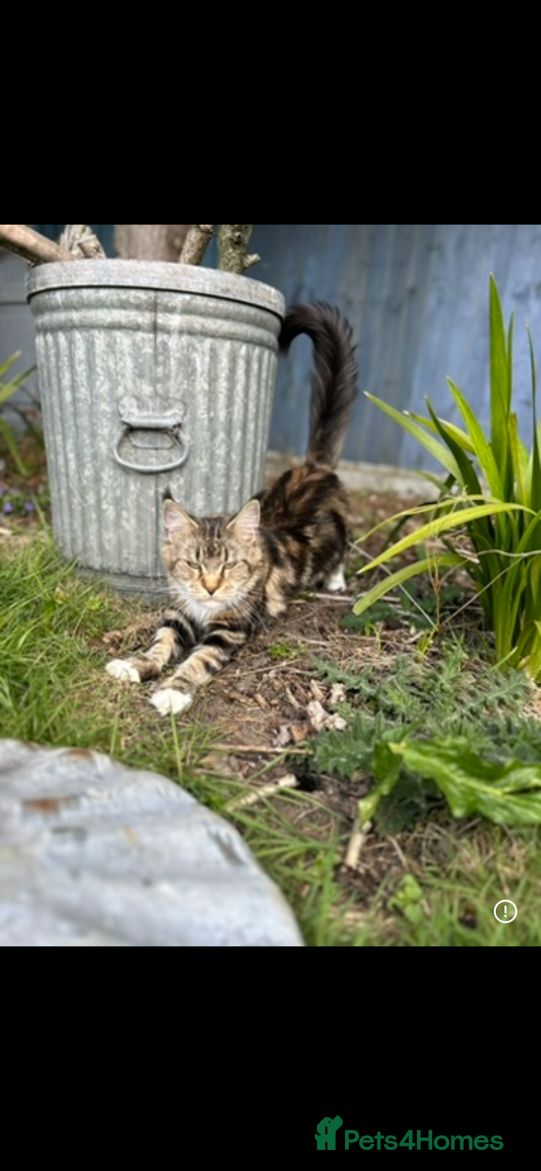 Maine Coon cats for sale: Gorgeous Maine Coon Cross Kittens - Image 14