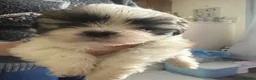 Shih Tzu dogs for sale: 5 Shih Tzu puppies  - Advert 6