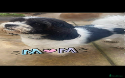 Lhasa Apso dogs for sale: Beautiful Lhasa apso puppies  - Advert 1