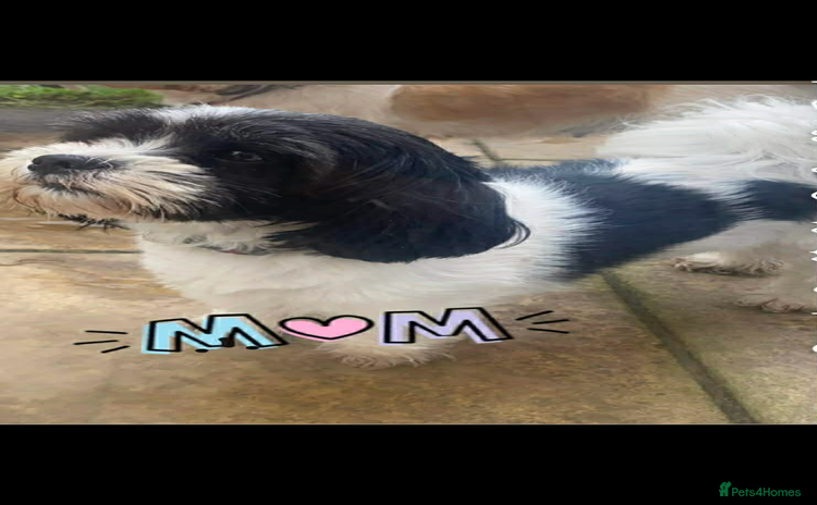 Lhasa Apso dogs Beautiful Lhasa apso puppies  - Advert 13