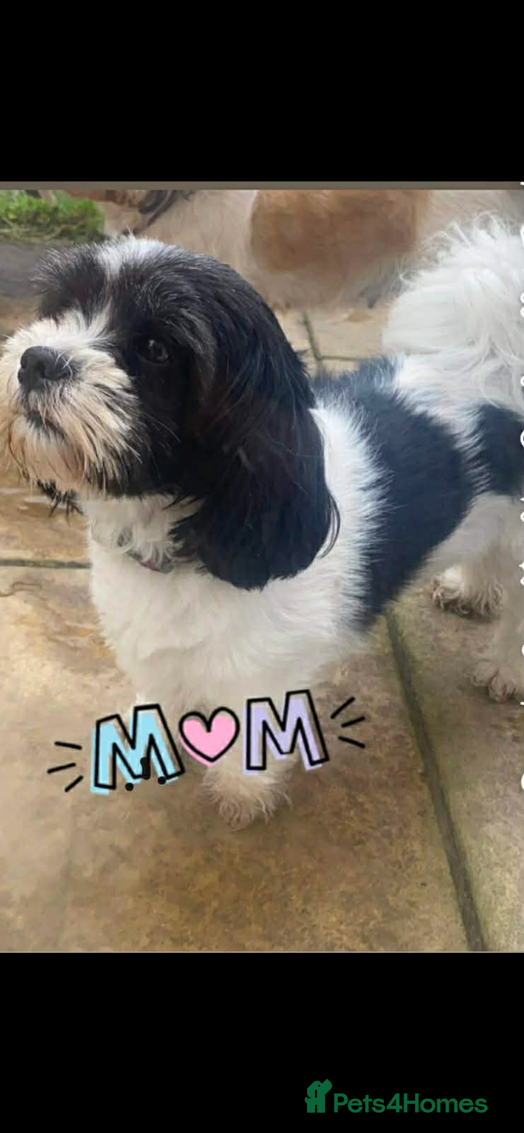 Lhasa Apso dogs for sale: Beautiful Lhasa apso puppies  - Advert 1