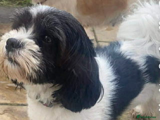 Lhasa Apso dogs Beautiful Lhasa apso puppies - Advert 9