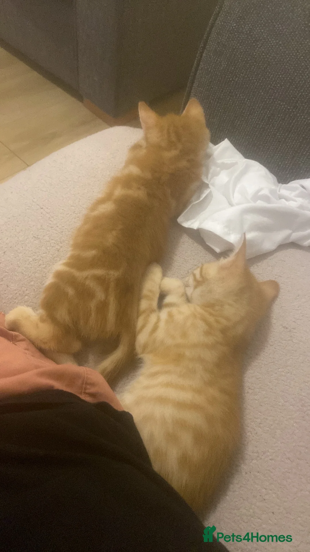 Mixed Breed cats for sale: 4 boys 2 girls  in Aberystwyth - Advert 2