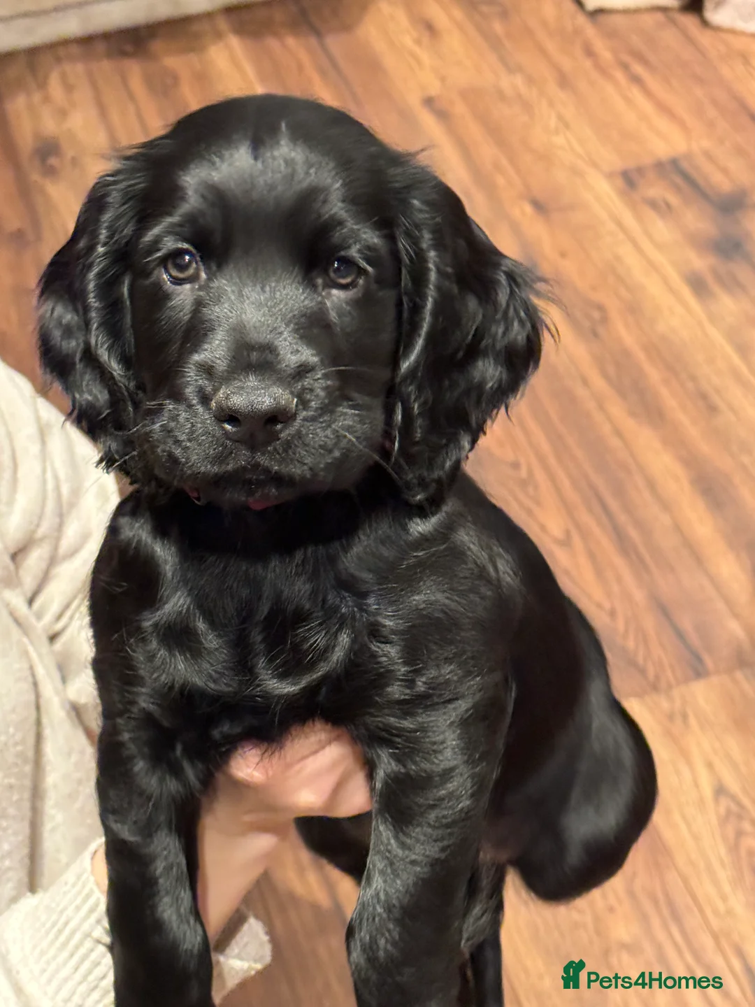 Cocker Spaniel dogs for sale: Adorable cocker spaniel puppies - Advert 1