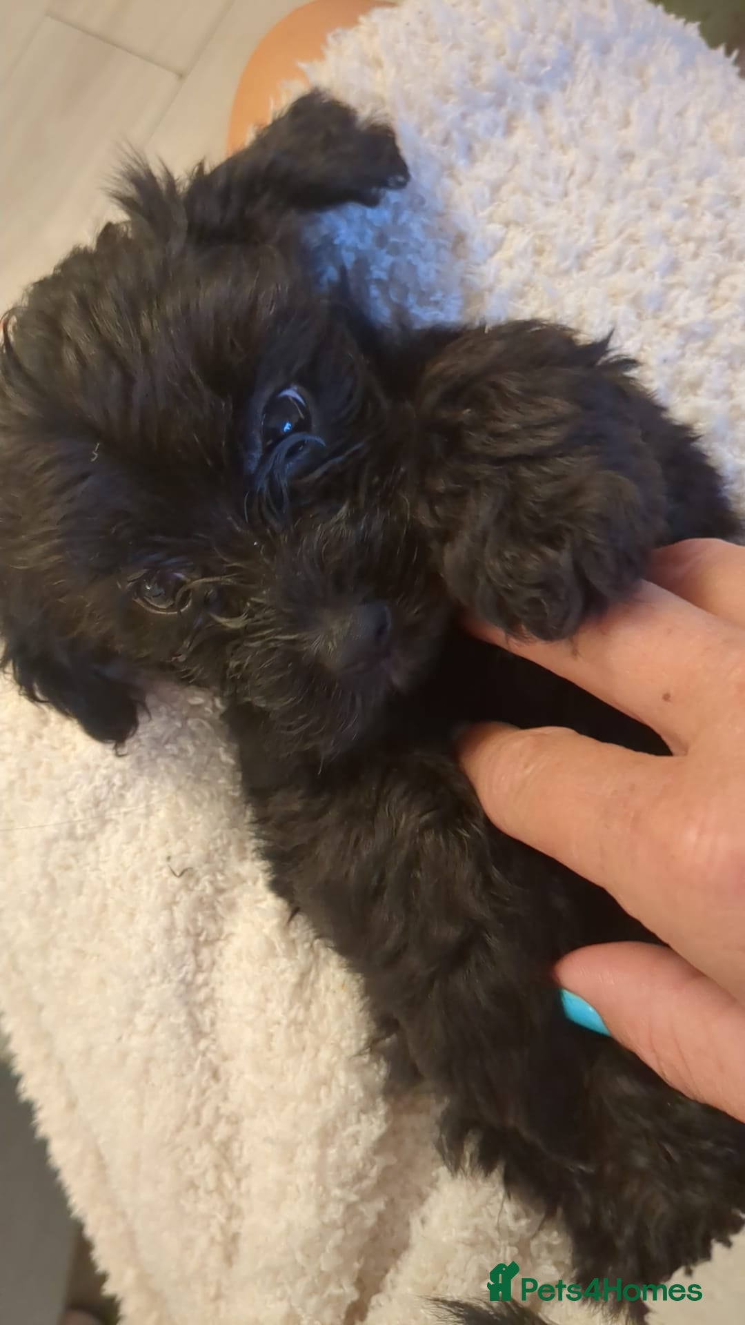 Mixed Breed dogs for sale: Cockapoo x cairn terrier - Image 16