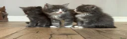 Mixed Breed cats for sale: Stunning Maine coon cross ragdoll kittens ready - Advert 10