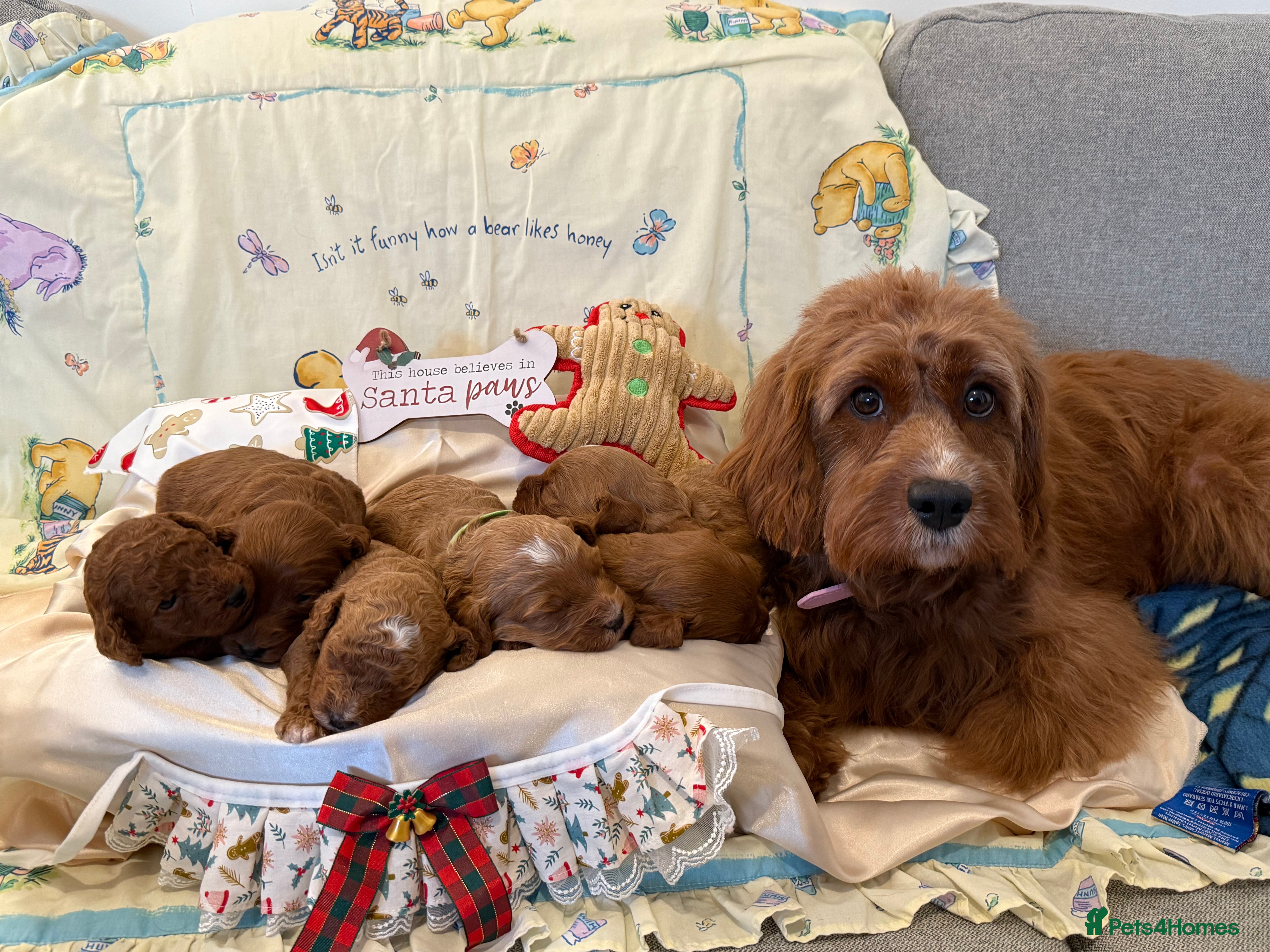 Cavapoo dogs 6 Cute Cavapoo puppies 6 - ready for homes in feb  - Advert 5