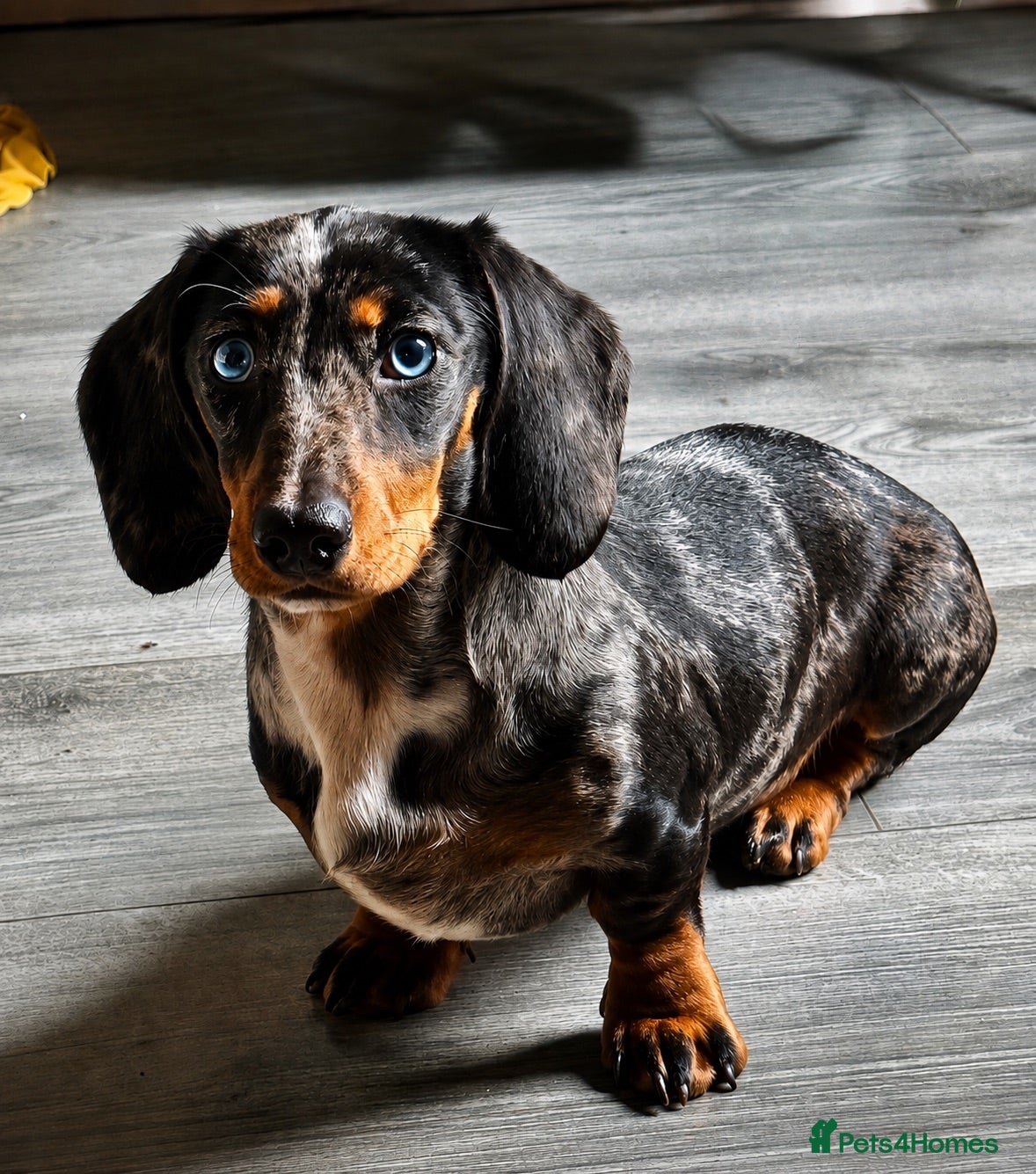 Miniature Dachshund dogs Molly Mouse 🐾❤️ - Advert 15