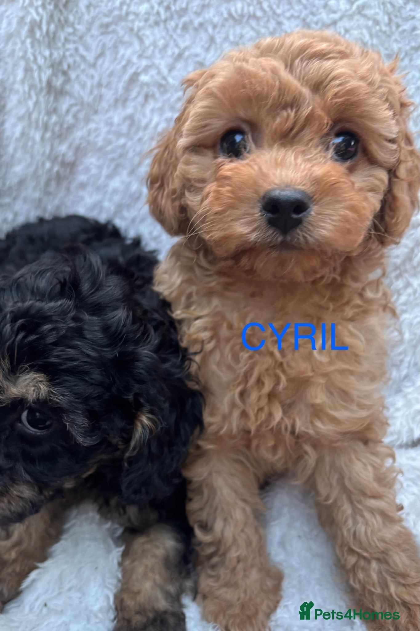 Cavapoo dogs ⭐️5 CAVAPOO’S Ready Now in CHESHIRE⭐️ - Advert 2