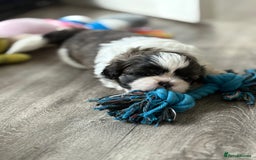 Shih Tzu dogs for sale: 4 Shih tzu girls  - Image 7