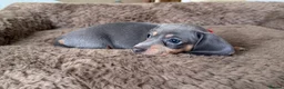Miniature Dachshund dogs for sale: Beautiful Miniature Dachshund puppies in Kilmarnock - Advert 3